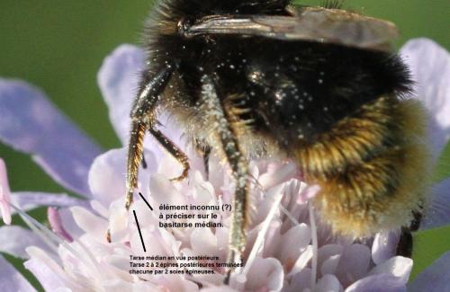 Bombus lapidarius